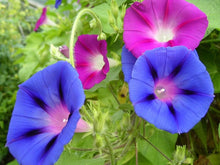 Morning Glory Seeds (Ipomoea purpurea) for a lasting display in the Flower Bed & Urban Garden