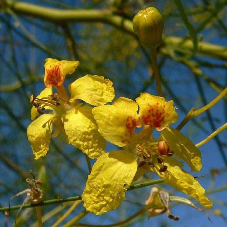 Parkinsonia Aculeata Plant Seeds