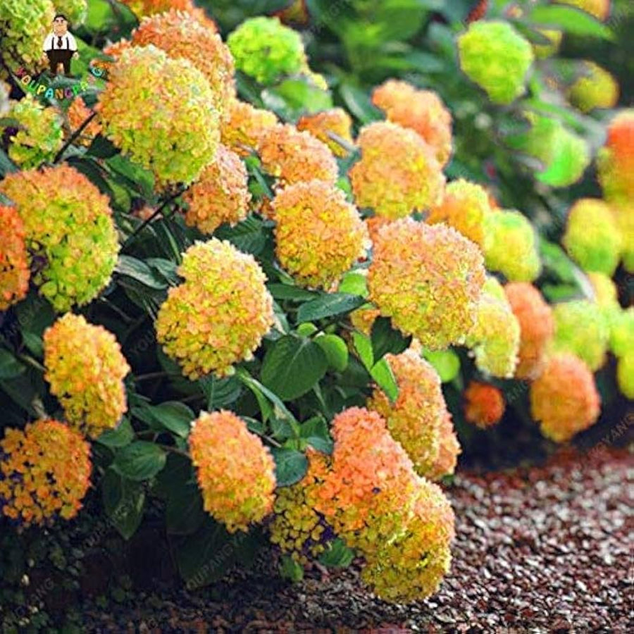 Light Yellow Hydrangea (Hydrangea spp.) for bonsai home garden planting
