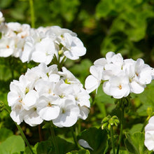 Geranium Seeds for growers seeking a long-blooming display