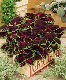 Coleus Wizard Coral Sunrise Seeds for a bright addition to the flower bed