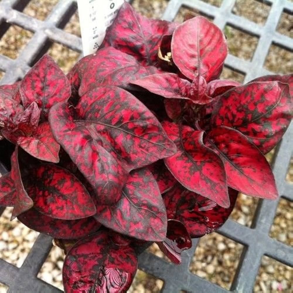 Hypoestes Select Splash Red Seeds
