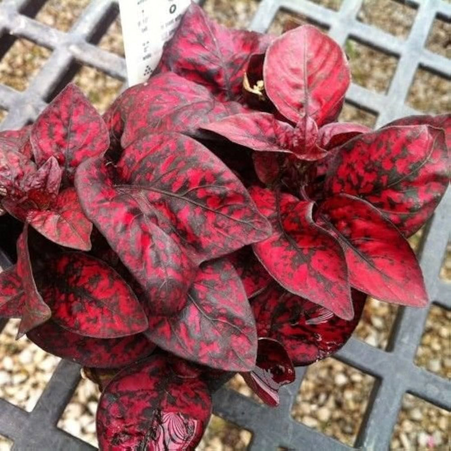 Hypoestes Select Splash Red Seeds