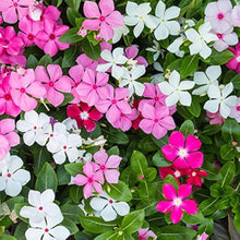 Violet flower seeds, mixed colors for perennial herb gardens