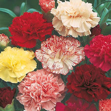 Rose Dianthus Carnation Seeds for a lasting display in the Garden Borders Urban Spaces