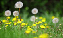 Dandelion Seeds for growers seeking a long-blooming display
