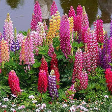 Rainbow Lupine Seeds for growers filling out the Home Garden Planting