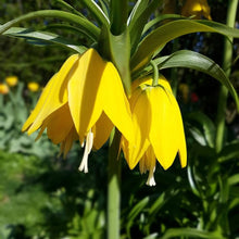 Yellow Fritillaria Kaiserkrone Bonsai for Flower Garden Seeds for growers establishing the Flower Garden