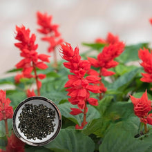 Salvia Splendens Sizzler Red Seeds for growers filling out the Home Garden Flower Borders