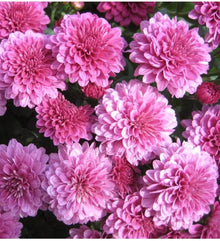 Chrysanthemum (Chrysanthemum spp.) in green, blue, and purple for perennial gardens
