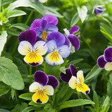 Viola – Johnny Jump-Up Seeds (Viola tricolor) for colorful blooms in the Garden