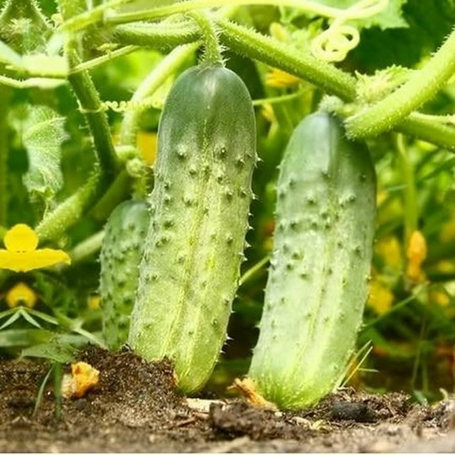 National Cucumber seeds for organic, non-GMO home gardens