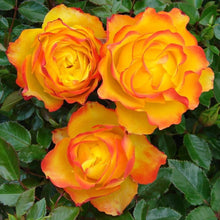 Rose Rosa Hybrida Yellow & Red Rare Hybrid Tea Seeds for a bright addition to the Home Decorative Borders