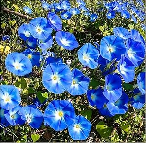Petunia Petunia Hybrida Blue Phantom Flower Seeds for Planting – Unique Blue Blooms for Hanging Baskets and Flower Beds