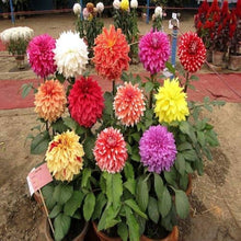 Dahlia Mignon Mix Seeds for colorful blooms in the Patio Garden Flower Pots