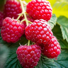 Raspberry Rubus Idaeus Red Seeds known for backyard Berry Edible Landscaping