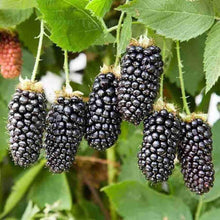 Black Blackberry Bush Seeds for growers planting the Garden Planting