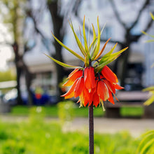Fritillaria Imperialis Fritillaria imperialis for planting in flower bed