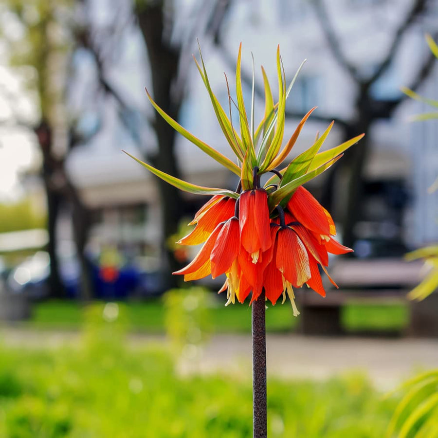 Fritillaria Imperialis Fritillaria imperialis for planting in flower bed