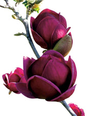 Purple Yula Magnolia Seeds valued for rare Blooming Trees