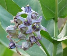 Crown Flower Calotropis Gigantea Seeds for a bright addition to the Butterfly Garden Fence Line