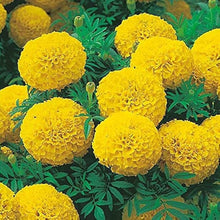 Marigold Seeds (Tagetes spp.) for a lasting display in the Flower Garden