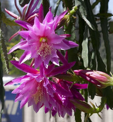 Cactus Epiphyllum Oxypetalum Orchid Cactus Seeds for easy-care planting in the Indoor Indoor Greenhouses