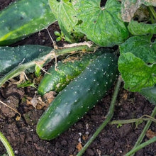 Marketmore 76 Cucumber Non-GMO Seeds for productive rows in the Home Vegetable Gardens