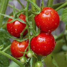 Tomato Seeds (Solanum lycopersicum) for growers stocking the urban garden home garden
