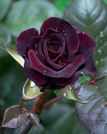 Dark Purple with Yellow Spots Rose Seeds for a colorful addition to any planting