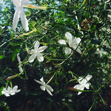 Jasmine Seeds (Jasminum spp.) for growers seeking a long-blooming display