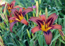 Daylily Seeds for a lasting addition to the Bonsai & Garden