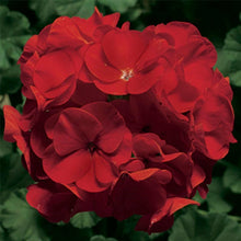 Geranium Pelargonium × hortorum Pinto Premium Deep Rose Spring flower Seeds for a bright addition to the pots or borders
