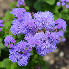 Ageratum Blue Seeds for growers seeking a long-blooming display