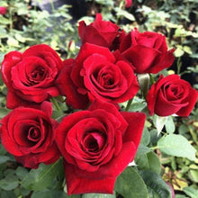 Dame Meisten Favorite Garden Seeds for growers seeking a long-blooming display