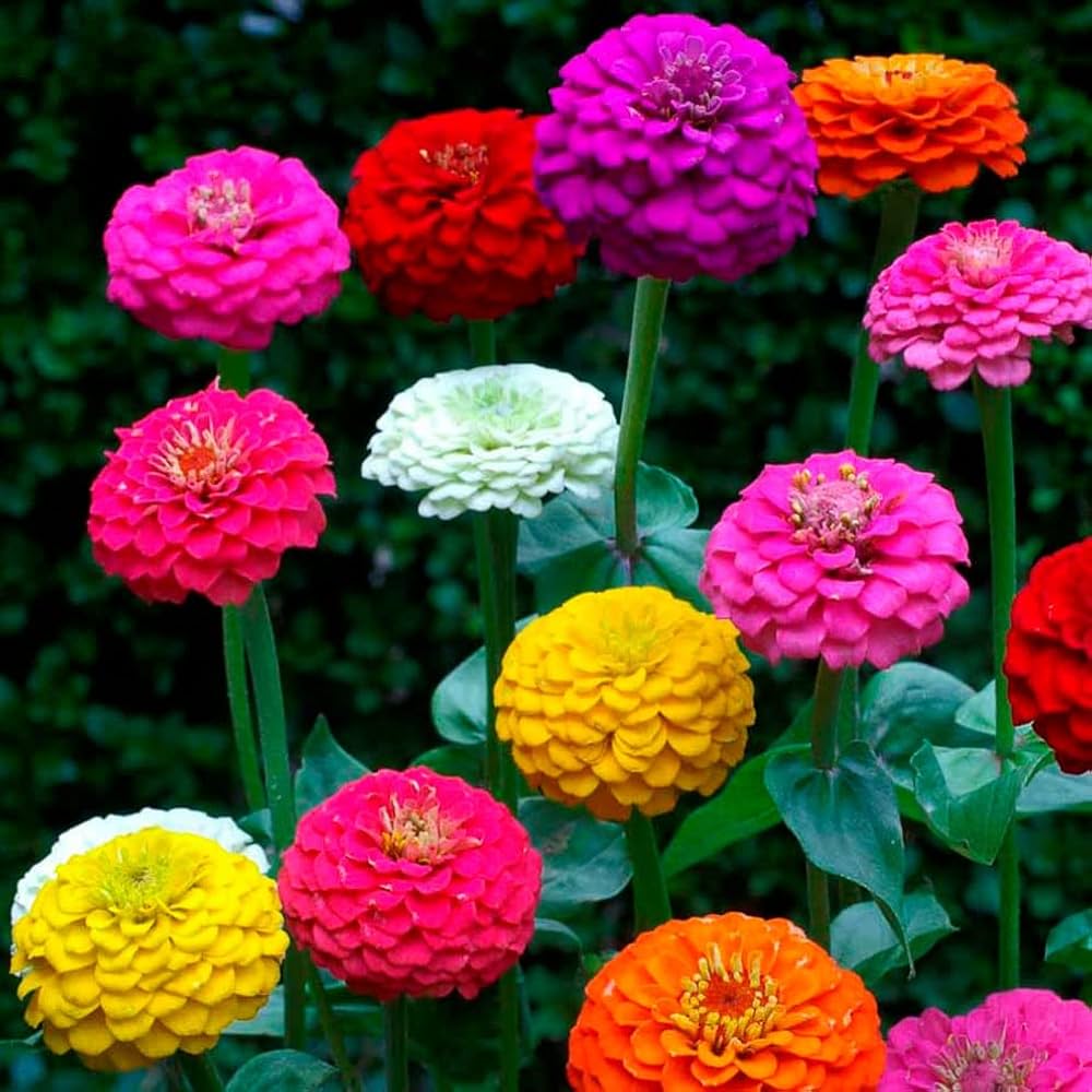 Lilliput Zinnia seeds blooming into compact, round pom-pom flowers in bright colors, ideal for borders and container gardens