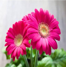 Gerbera Seeds (Gerbera jamesonii) for a bright addition to the home garden and container pots
