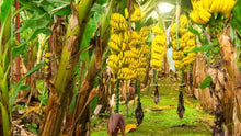 Banana Musa Acuminata Seeds for growers wanting a homegrown harvest