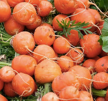 Parisian Round Carrot Seeds (Daucus carota) for a fresh homegrown crop from the kitchen garden and planting