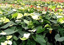 Anthurium Andraeanu Seeds for gardeners building out beds and borders