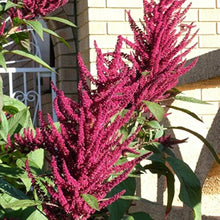 Amaranthus Illumination Seeds for colorful blooms in the Flower Bed