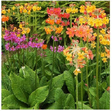Candelabra Primrose Seeds (Primula denticulata) for a bright addition to the Flower Bed