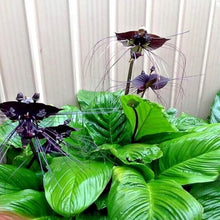 Black Orchid Perennial Seeds for a bright addition to the Balcony & Garden