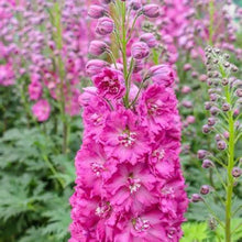 Heirloom Non-GMO Giant Pink Delphinium Seeds for growers filling out the Gorgeous Pink Flower Blooms in Your Garden