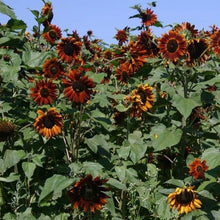 Bonsai Fortune Sunflower Seeds for growers establishing the Garden