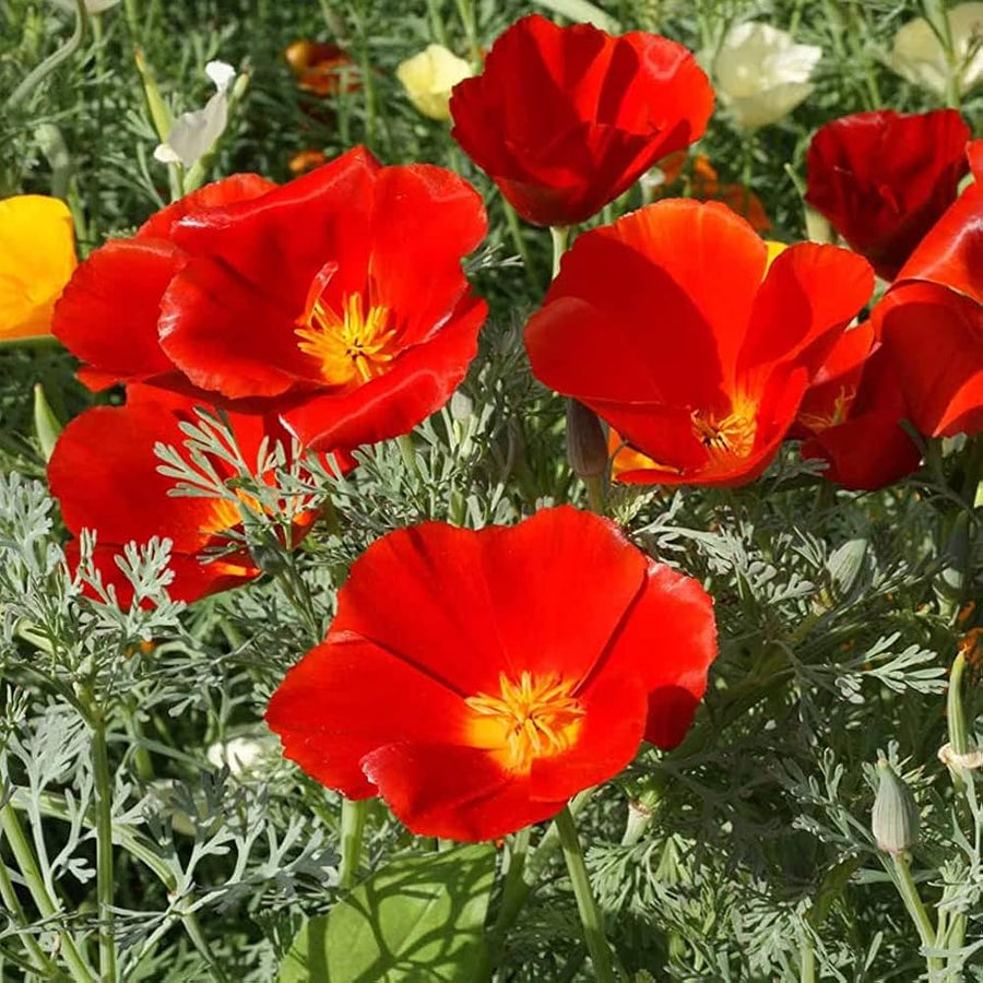 Red Poppy Papaver rhoeas for planting in flower bed.