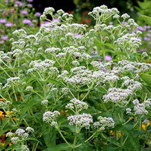 Eupatorium Boneset Seeds (Eupatorium perfoliatum) grown for herb Woodland