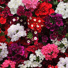 Verbena Hybrida Seeds for reliable seasonal color