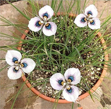 Assorted Seeds for growers seeking a long-blooming display