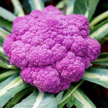 Purple Cauliflower Seeds for gardeners building out beds and borders